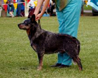Австралийская пастушья собака. Австралийский хилер. Australian Cattle Dog - Australian Grand Champion QUEBLUE BLU MIN AUSSIE