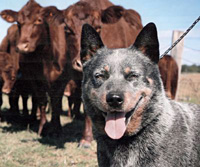   .  . Australian Cattle Dog - Australian Grand Champion QUEBLUE BLU MIN AUSSIE