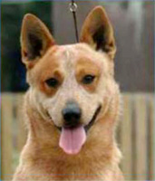   .  . Australian Cattle Dog - Australian Champion KOMBINALONG SUPER PINOT