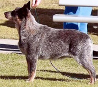   .  . Australian Cattle Dog - KOMBINALONG SUPER  SATURDAY