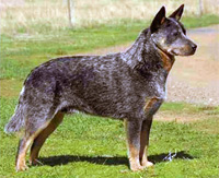   .  . Australian Cattle Dog - Australian Champion KOMBINALONG SUPER TRAMP