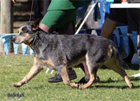   .  . Australian Cattle Dog - Australian Champion YARINGAH BONEOCONTENTION