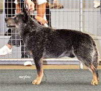   .  . Australian Cattle Dog - Australian Grand Champion YARINGAH LOVER BOY