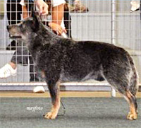   .  . Australian Cattle Dog - Australian Grand Champion YARINGAH LOVER BOY