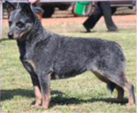   .  . Australian Cattle Dog - Australian Champion YARINGAH WNITE OUT