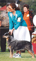   .  . Australian Cattle Dog - Australian Grand Champion YARINGAH LOVER BOY