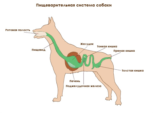 Пищеварительная система собаки