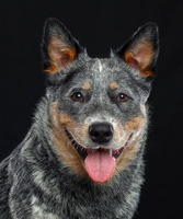 Австралийская пастушья собака. Выпускник питомника Dingostar