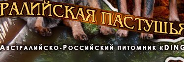 АВСТРАЛИЙСКАЯ ПАСТУШЬЯ СОБАКА. Питомник DingoStar